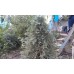 Кипарисовик горохоплодный булевард купить саженцы в Алматы в Казахстане питомник растений PLANTS